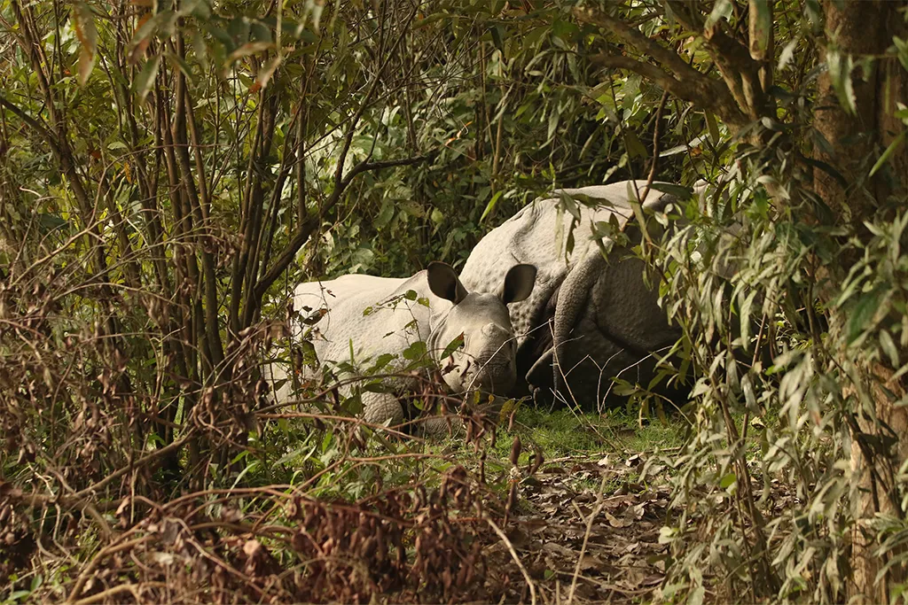 Greater one horned baby rhino with mother in bushes kaziranga national park, assam, india