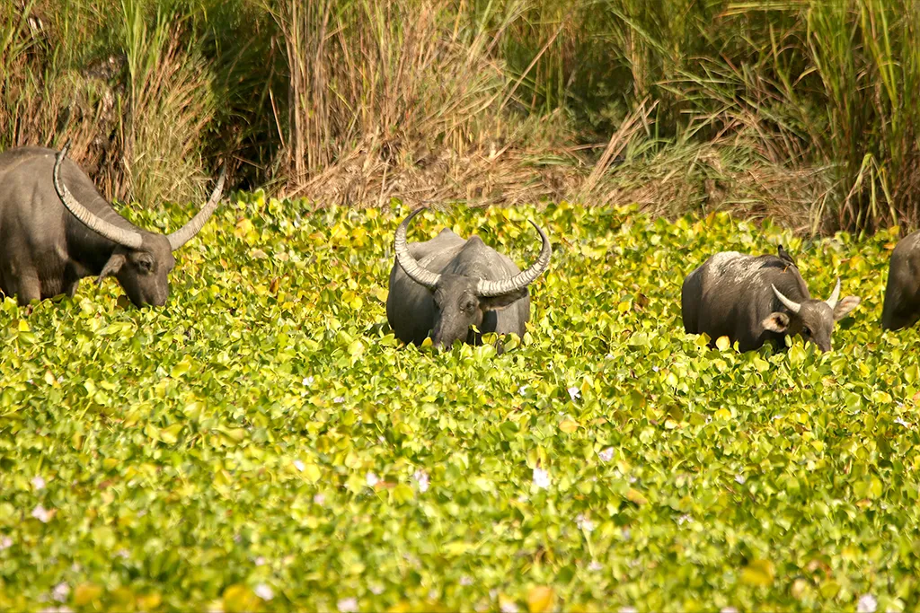Wild water buffalo herd resting in water hyacinth-covered beel at Kaziranga National Park, Assam, India